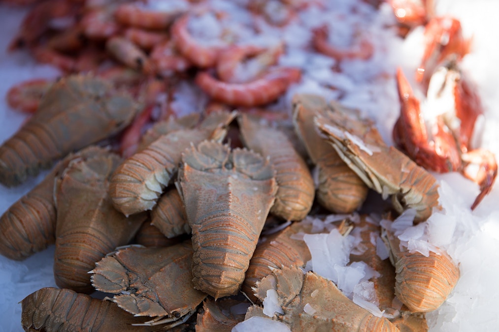 Ask Dr Dazza | Moreton Bay Bugs